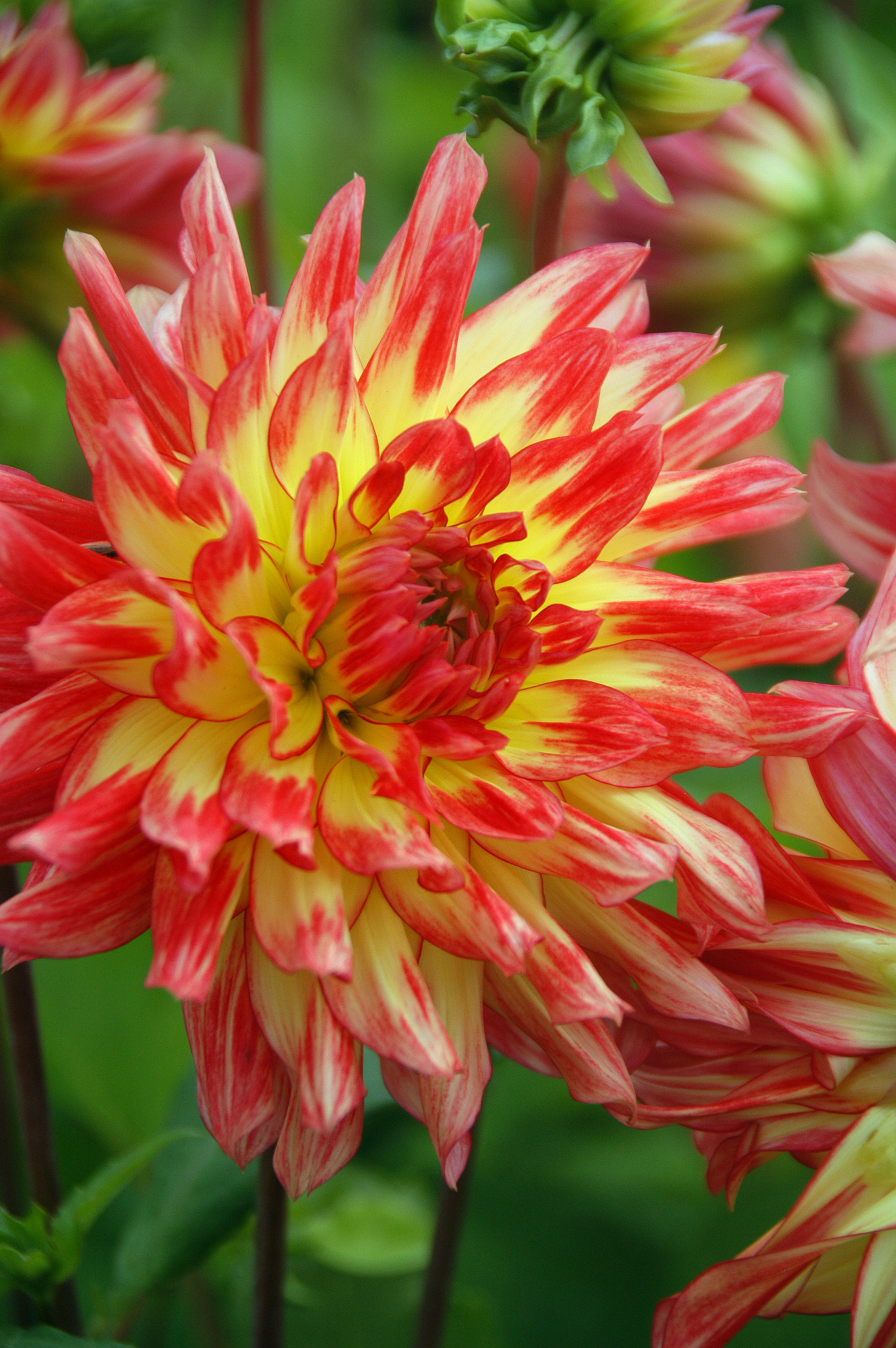 images/categorieimages/V126 77406 Dahlia Vuurvogel.jpg